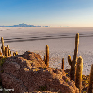 2019-09-15 - Isla Incahuasi - het warme ochtendlicht op de cactussen<br/>Isla Incahuasi - Salar de Uyuni - Bolivia<br/>Canon EOS 5D Mark III - 27 mm - f/11.0, 1/160 sec, ISO 200