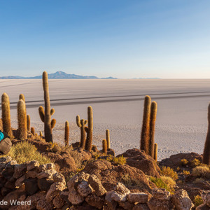 2019-09-15 - Isla Incahuasi - Carin in het warme ochtendlicht tussen de cactu<br/>Isla Incahuasi - Salar de Uyuni - Bolivia<br/>Canon EOS 5D Mark III - 24 mm - f/11.0, 0.01 sec, ISO 200