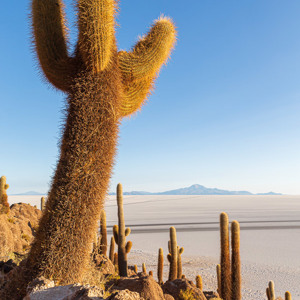 2019-09-15 - Isla Incahuasi - het warme ochtendlicht op de cactussen<br/>Isla Incahuasi - Salar de Uyuni - Bolivia<br/>Canon EOS 5D Mark III - 24 mm - f/11.0, 1/80 sec, ISO 200