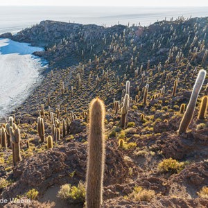 2019-09-15 - Een bijzonder gezicht. al die cactussen op het kleine eiland<br/>Isla Incahuasi - Salar de Uyuni - Bolivia<br/>Canon EOS 5D Mark III - 24 mm - f/11.0, 1/40 sec, ISO 200