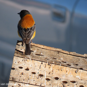 2019-09-15 - Mooi gekleurd vogeltje op het cactus-hout<br/><br/>Canon PowerShot SX70 HS - 170.6 mm - f/5.6, 1/500 sec, ISO 100