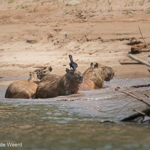 2019-09-18 - De eerste Capibaras<br/>NP Madidi - San Buenaventura - Bolivia<br/>Canon EOS 7D Mark II - 400 mm - f/5.6, 1/640 sec, ISO 400