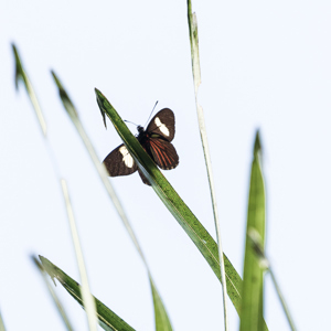 2019-09-19 - Er zaten veel vlinders bij de lodge<br/>NP Madidi - Apolo - Bolivia<br/>Canon EOS 7D Mark II - 400 mm - f/5.6, 1/250 sec, ISO 400