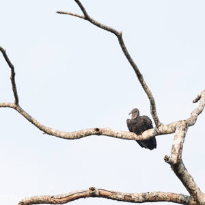 2019-09-19 - Zwarte gier (Coragyps atratus)<br/>NP Madidi - Apolo - Bolivia<br/>Canon EOS 7D Mark II - 371 mm - f/5.6, 1/400 sec, ISO 400