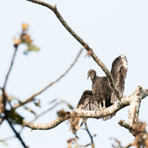 2019-09-19 - Zonnebadende Zwarte gier (Coragyps atratus)<br/>NP Madidi - Apolo - Bolivia<br/>Canon EOS 7D Mark II - 400 mm - f/5.6, 1/320 sec, ISO 400