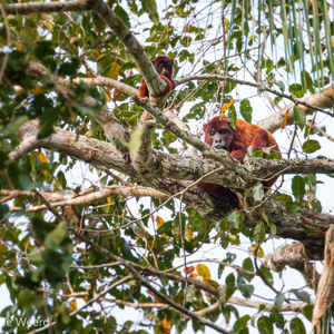 2019-09-19 - Rode brulapen (Alouatta seniculus) - moeder met jong<br/>NP Madidi - Apolo - Bolivia<br/>Canon EOS 7D Mark II - 400 mm - f/5.6, 1/320 sec, ISO 800