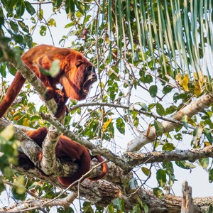 2019-09-19 - Mannetjes rode brulaap (Alouatta seniculus)<br/>NP Madidi - Apolo - Bolivia<br/>Canon EOS 7D Mark II - 400 mm - f/5.6, 1/320 sec, ISO 800