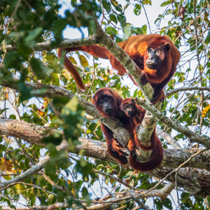 2019-09-19 - Familie Rode brulaap<br/>NP Madidi - Apolo - Bolivia<br/>Canon EOS 7D Mark II - 400 mm - f/5.6, 1/500 sec, ISO 1600
