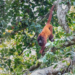 2019-09-19 - De Rode brulapen gebruikten hun staatt om zich vast te houden<br/>NP Madidi - Apolo - Bolivia<br/>Canon EOS 7D Mark II - 278 mm - f/5.6, 1/160 sec, ISO 1250