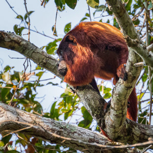 2019-09-19 - Rode brulaap (Alouatta seniculus)<br/>NP Madidi - Apolo - Bolivia<br/>Canon EOS 7D Mark II - 400 mm - f/5.6, 1/400 sec, ISO 800