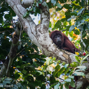 2019-09-19 - Zwarte brulaap (Alouatta caraya) - mannetje<br/>NP Madidi - Apolo - Bolivia<br/>Canon EOS 7D Mark II - 400 mm - f/5.6, 1/500 sec, ISO 1600