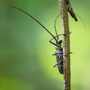 2019-09-19 - Deze had vast een goede radio-ontvangst<br/>NP Madidi - Apolo - Bolivia<br/>Canon EOS 7D Mark II - 400 mm - f/5.6, 1/60 sec, ISO 800
