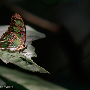 2019-09-19 - Niet in de vlindertuin, maar in het wild<br/>NP Madidi - Apolo - Bolivia<br/>Canon EOS 7D Mark II - 400 mm - f/5.6, 1/320 sec, ISO 800