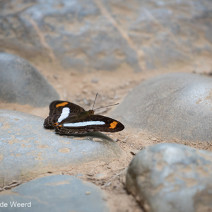 2019-09-19 - Hier zaten er heel veel van op het pad naar de keuken<br/>NP Madidi - Apolo - Bolivia<br/>Canon EOS 7D Mark II - 400 mm - f/5.6, 1/125 sec, ISO 800