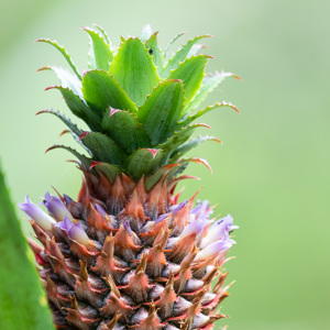 2019-09-19 - Ananas bij onze lodge<br/>NP Madidi - Apolo - Bolivia<br/>Canon EOS 7D Mark II - 400 mm - f/5.6, 1/60 sec, ISO 800