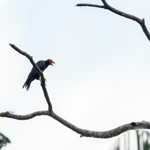2019-09-19 - Tja, hoe heet deze?<br/>NP Madidi - Apolo - Bolivia<br/>Canon EOS 7D Mark II - 400 mm - f/5.6, 1/1250 sec, ISO 800