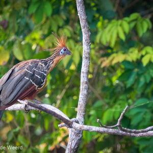 2019-09-19 - Hoatzin - bijzondere vogel<br/>NP Madidi - Apolo - Bolivia<br/>Canon EOS 7D Mark II - 248 mm - f/5.0, 1/400 sec, ISO 1600