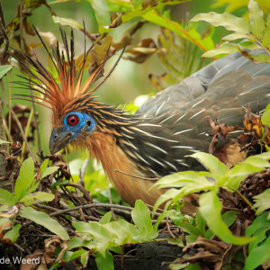 2019-09-19 - Hoatzin - met kuif, rode ogen en blauw gezicht<br/>NP Madidi - Apolo - Bolivia<br/>Canon EOS 7D Mark II - 400 mm - f/5.6, 1/500 sec, ISO 1600
