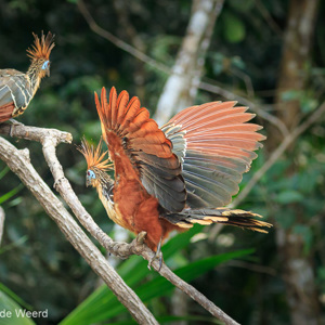 2019-09-19 - Er zaten heel veel Hoatzins rondom het meer bij de lodge<br/>NP Madidi - Apolo - Bolivia<br/>Canon EOS 7D Mark II - 170 mm - f/5.0, 1/250 sec, ISO 1600