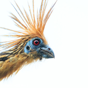 2019-09-19 - Hoatzin portret<br/>NP Madidi - Apolo - Bolivia<br/>Canon EOS 7D Mark II - 400 mm - f/5.6, 1/800 sec, ISO 1600