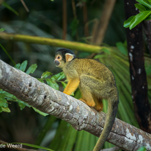 2019-09-19 - Boliviaanse doodshoofdaap (Saimiri boliviensis)<br/>NP Madidi - Apolo - Bolivia<br/>Canon EOS 7D Mark II - 400 mm - f/5.6, 1/200 sec, ISO 1600