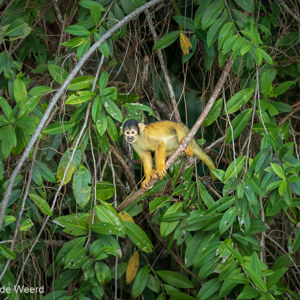 2019-09-19 - Boliviaanse doodshoofdaap (Saimiri boliviensis)<br/>NP Madidi - Apolo - Bolivia<br/>Canon EOS 7D Mark II - 188 mm - f/5.0, 1/200 sec, ISO 1600