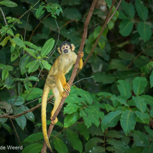 2019-09-19 - Boliviaanse doodshoofdaap (Saimiri boliviensis)<br/>NP Madidi - Apolo - Bolivia<br/>Canon EOS 7D Mark II - 188 mm - f/5.0, 1/200 sec, ISO 1600