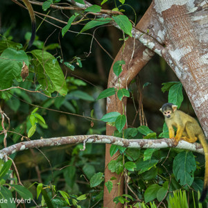 2019-09-19 - Boliviaanse doodshoofdaap (Saimiri boliviensis)<br/>NP Madidi - Apolo - Bolivia<br/>Canon EOS 7D Mark II - 200 mm - f/5.0, 1/125 sec, ISO 1600