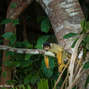 2019-09-19 - Boliviaanse doodshoofdaap (Saimiri boliviensis) - lekker ligplek<br/>NP Madidi - Apolo - Bolivia<br/>Canon EOS 7D Mark II - 248 mm - f/5.0, 1/160 sec, ISO 1600