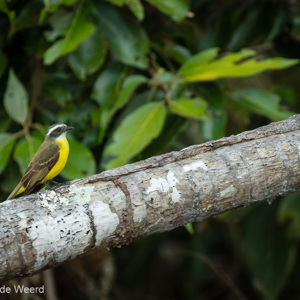 2019-09-19 - Kleine kiskadie (Pitangus lictor)<br/>NP Madidi - Apolo - Bolivia<br/>Canon EOS 7D Mark II - 400 mm - f/5.6, 1/640 sec, ISO 1600
