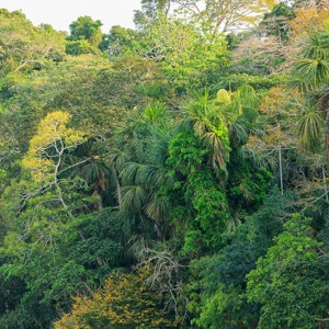2019-09-19 - Dichte jungle begroeing langs het water<br/>NP Madidi - Apolo - Bolivia<br/>Canon EOS 7D Mark II - 100 mm - f/4.5, 1/500 sec, ISO 1600