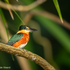 2019-09-19 - Groene dwergijsvogel (Chloroceryle aenea)<br/>NP Madidi - Apolo - Bolivia<br/>Canon EOS 7D Mark II - 400 mm - f/5.6, 1/60 sec, ISO 1600