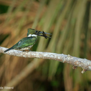 2019-09-19 - Groene ijsvogel (Chloroceryle americana)<br/>NP Madidi - Apolo - Bolivia<br/>Canon EOS 7D Mark II - 400 mm - f/5.6, 1/200 sec, ISO 1600
