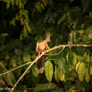 2019-09-19 - Hoatzin, mooi in het warme zonlicht<br/>NP Madidi - Apolo - Bolivia<br/>Canon EOS 7D Mark II - 400 mm - f/5.6, 1/320 sec, ISO 1600