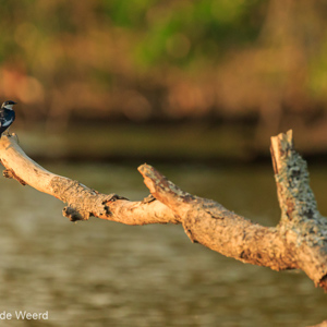 2019-09-19 - Zwaluw op de uitkijk<br/>NP Madidi - Apolo - Bolivia<br/>Canon EOS 7D Mark II - 400 mm - f/5.6, 1/1000 sec, ISO 1600