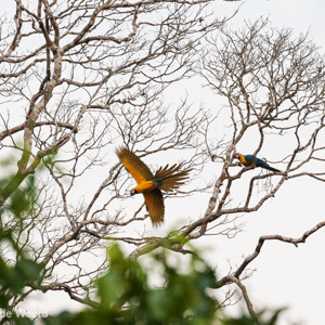 2019-09-19 - Blauwgele ara (Ara ararauna) bij onze lodge<br/>NP Madidi - Apolo - Bolivia<br/>Canon EOS 7D Mark II - 400 mm - f/5.6, 1/250 sec, ISO 1600