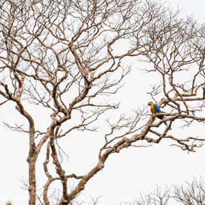 2019-09-19 - Blauwgele ara (Ara ararauna) bij onze lodge<br/>NP Madidi - Apolo - Bolivia<br/>Canon EOS 7D Mark II - 400 mm - f/5.6, 1/250 sec, ISO 1600