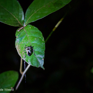 2019-09-19 - Torretje tijdens onze avond-excursie<br/>NP Madidi - Apolo - Bolivia<br/>Canon EOS 5D Mark III - 70 mm - f/4.0, 0.04 sec, ISO 6400