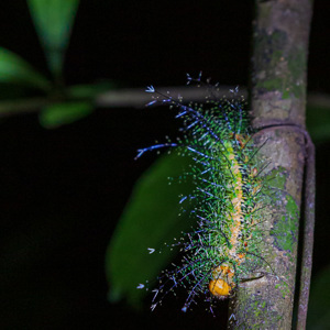 2019-09-19 - Bijzondere rups tijdens onze avond-excursie<br/>NP Madidi - Apolo - Bolivia<br/>Canon EOS 5D Mark III - 70 mm - f/4.0, 1/40 sec, ISO 6400