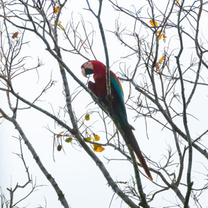 2019-09-20 - Groenvleugelara (Ara chloropterus)<br/>NP Madidi - Apolo - Bolivia<br/>Canon EOS 7D Mark II - 371 mm - f/5.6, 1/2500 sec, ISO 1600