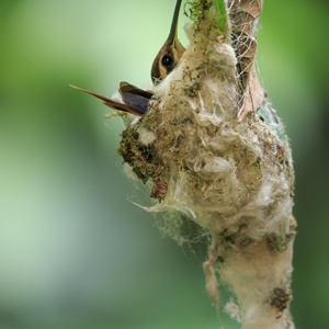 2019-09-20 - Kolibri in een mini-nestje<br/>NP Madidi - Apolo - Bolivia<br/>Canon EOS 7D Mark II - 400 mm - f/5.6, 0.04 sec, ISO 1600