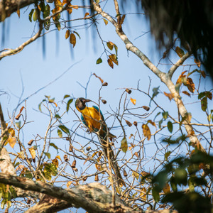 2019-09-20 - Blauwgele ara (Ara ararauna) bij onze lodge<br/>NP Madidi - Apolo - Bolivia<br/>Canon EOS 7D Mark II - 400 mm - f/5.6, 1/1600 sec, ISO 1600