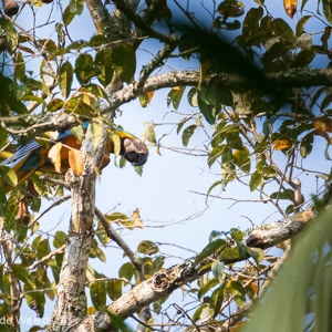 2019-09-20 - Blauwgele ara (Ara ararauna) bij onze lodge<br/>NP Madidi - Apolo - Bolivia<br/>Canon EOS 7D Mark II - 400 mm - f/5.6, 1/1000 sec, ISO 1600