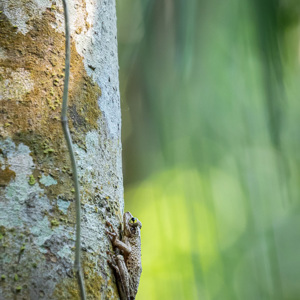 2019-09-20 - Kikkertje op een boom<br/>NP Madidi - Apolo - Bolivia<br/>Canon EOS 7D Mark II - 400 mm - f/5.6, 0.02 sec, ISO 1600
