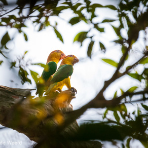 2019-09-20 - Witbuikcaique (Pionites leucogaster) - een bedreigde papagaai<br/>NP Madidi - Apolo - Bolivia<br/>Canon EOS 7D Mark II - 400 mm - f/5.6, 1/1600 sec, ISO 1600