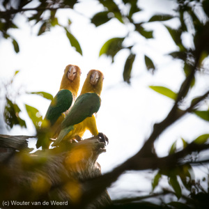 2019-09-20 - Witbuikcaique (Pionites leucogaster) - een bedreigde papagaai<br/>NP Madidi - Apolo - Bolivia<br/>Canon EOS 7D Mark II - 371 mm - f/5.6, 1/1600 sec, ISO 1600