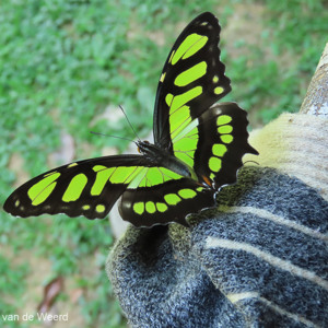 2019-09-20 - Prachtige vlinder op mijn wandelsok<br/><br/>Canon PowerShot SX70 HS - 10.6 mm - f/5.0, 0.01 sec, ISO 250