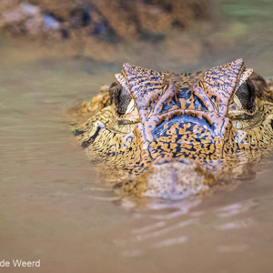 2019-09-21 - Kaaiman van heel dichtbij<br/>Rio Yacuma - Santa Rosa - Bolivia<br/>Canon EOS 7D Mark II - 330 mm - f/5.6, 1/400 sec, ISO 1600