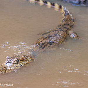 2019-09-21 - Kaaiman<br/>Rio Yacuma - Santa Rosa - Bolivia<br/>Canon EOS 7D Mark II - 100 mm - f/5.6, 1/500 sec, ISO 1600