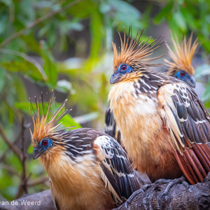 2019-09-21 - Hoatzins (Opisthocomus hoazin)<br/>Rio Yacuma - Santa Rosa - Bolivia<br/>Canon EOS 7D Mark II - 340 mm - f/5.6, 1/200 sec, ISO 1600
